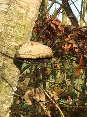 Fomitopsis