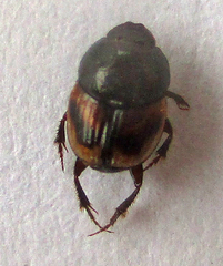Onthophagus flavolimbatus