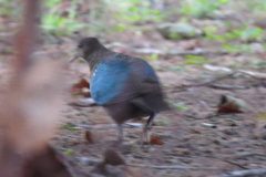 Chalcophaps longirostris