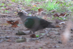 Chalcophaps longirostris