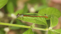 Ceriagrion aeruginosum