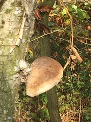 Fomitopsis