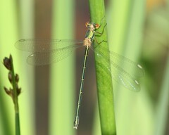 Lestidae