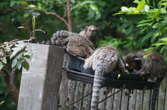 Callithrix jacchus × penicillata