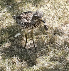 Burhinus capensis capensis