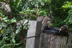 Callithrix jacchus × penicillata