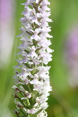 Dactylorhiza fuchsii