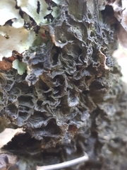 Leptogium brebissonii