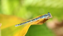 Coenagrion scitulum