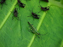 Chromacris psittacus