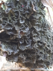 Leptogium brebissonii