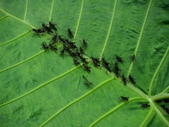 Chromacris psittacus