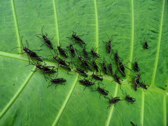 Chromacris psittacus