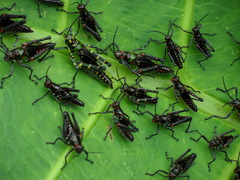 Chromacris psittacus