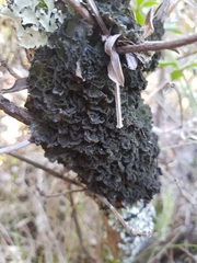 Leptogium brebissonii