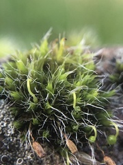 Grimmia pulvinata