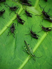 Chromacris psittacus