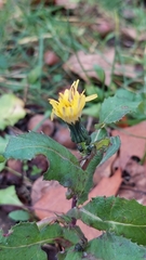 Sonchus oleraceus