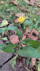Sonchus oleraceus