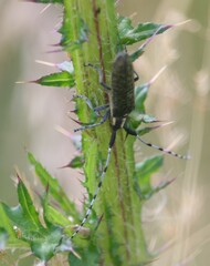 Agapanthia villosoviridescens