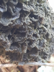 Leptogium brebissonii