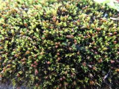 Schistidium apocarpum