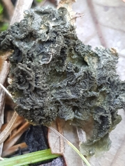 Leptogium brebissonii