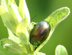 Chrysolina hyperici