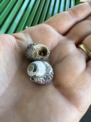 Steromphala umbilicalis