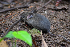 Peromyscus mexicanus