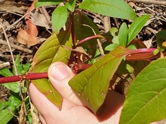 Phytolacca octandra