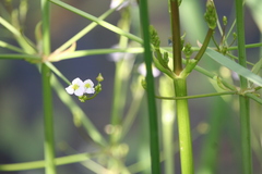 Alisma plantago-aquatica