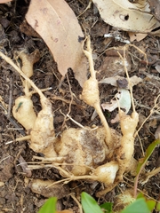 Phytolacca octandra