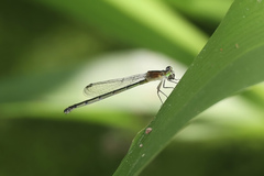 Ischnura pruinescens