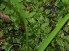 Plagiomnium undulatum