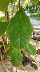 Terminalia catappa