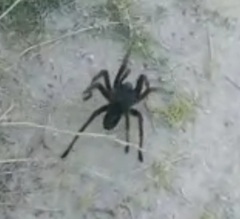 Theraphosinae