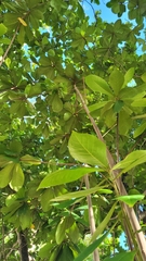 Terminalia catappa