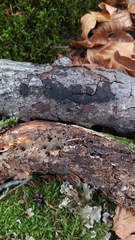 Biscogniauxia nummularia