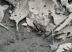 Epipedobates boulengeri