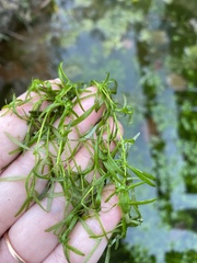 Callitriche