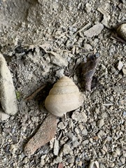 Satsuma papilliformis