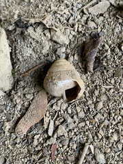 Satsuma papilliformis