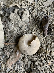 Satsuma papilliformis