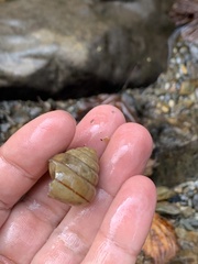 Satsuma papilliformis