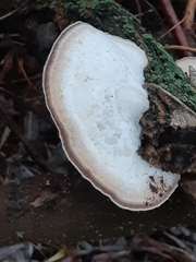 Trametes suaveolens