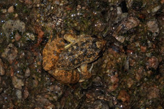 Quasipaa exilispinosa