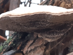 Trametes suaveolens