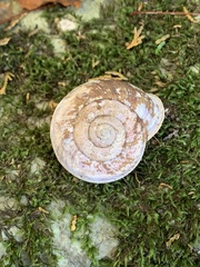 Euhadra senckenbergiana