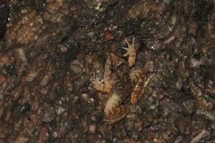 Quasipaa exilispinosa